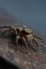 Detailed super macro photo of jumping spider