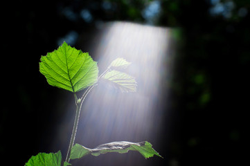 Green sprout of a young branch of a Bush of hazel illuminated by the sun with a visible spectrum of...
