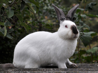  Californian breed rabbits