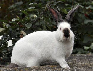  Californian breed rabbits