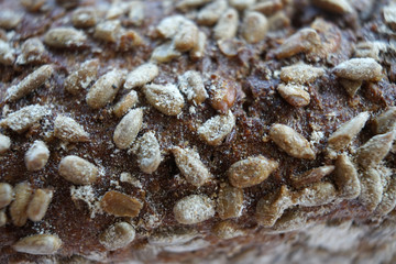 Top view of whole corn brown bread.