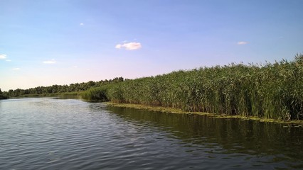 schilfgras