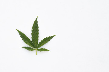 cannabis leaves on a white background