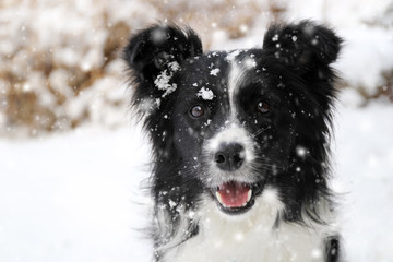 Border collie dog in snow - 239214204
