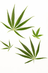 cannabis leaves on a white background