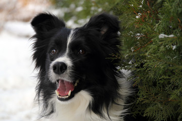 Border collie in front of white background 