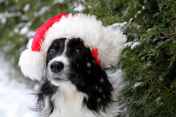 Border Collie Santa hat