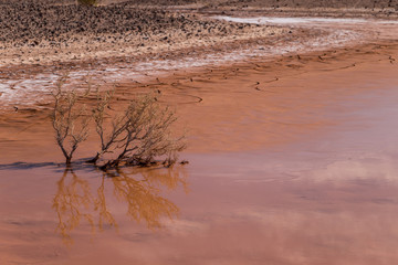 Dry plant in a puddle of water in a desert