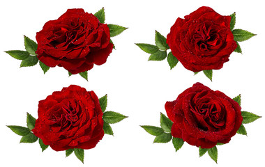 Fototapeta premium Fresh beautiful red rose with dewdrops isolated on white background with clipping path
