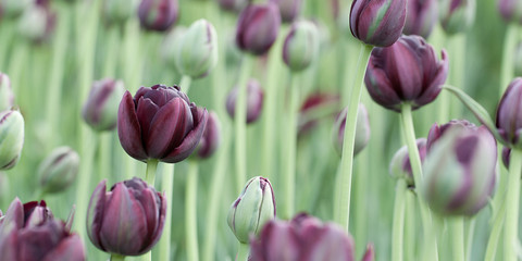 beautiful burgundy closed tulips and buds in the spring park or in the field