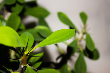 Obraz premium Euphorbia milii