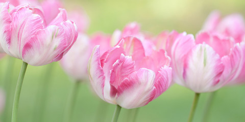 tender motley pink tulips in the field or in the garden