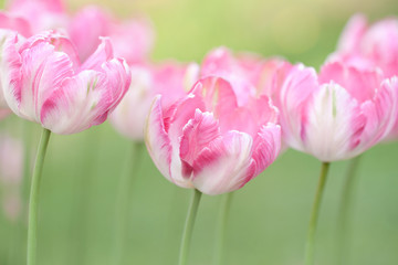 tender motley pink tulips in the field or in the garden