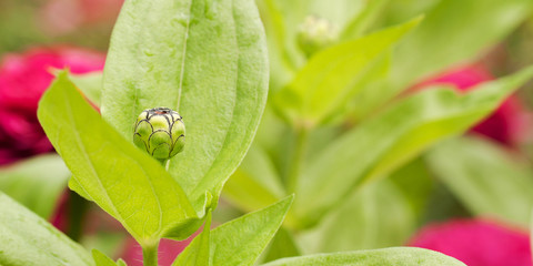 funny buds of the flower of monard growing in a summer park