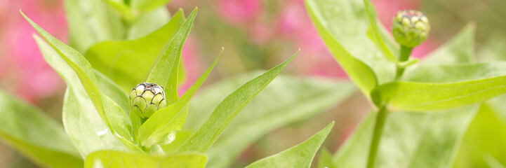funny buds of the flower of monard growing in a summer park