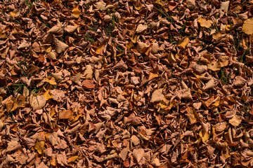 Fototapeta premium Autumn leaves on the ground. Good for background. Foliage withered. Light brown color