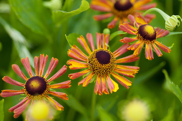 beautiful bright flowers with yellow-burgundy petals, macro