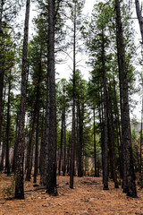 A vertical view of tall ponderosa pine trees on an overcast day