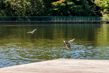 Ducks on a pond