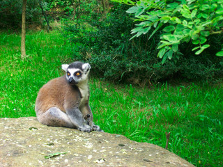 Ring-tailed lemur sitting on stone