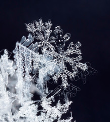 natural snowflakes on snow, winter