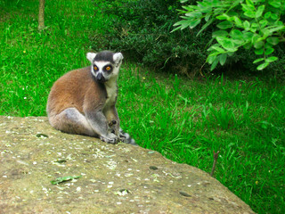 Naklejka na ściany i meble Ring-tailed lemur sitting on stone