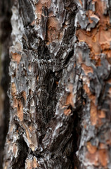 macro of tree park of a  pine tree in southern new mexico