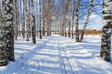 Ski run in a winter birch forest Sunny day Cross country ski trails