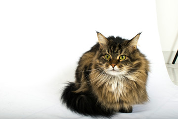Chat Maine Coon croisé femelle