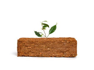Sprout grows on coconut fiber. Compressed bale of ground coconut shell fibers (coir), surface...