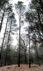 Fog rising around a twisted deciduous tree among a stand of pines