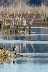 Great blue heron perched on a dead tree at low tide in the estuary