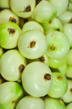 Cebollas cabezonas