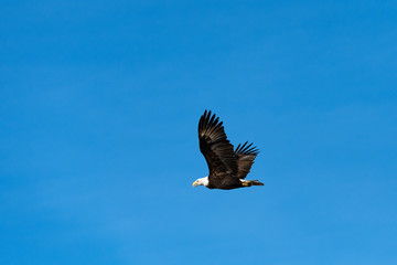 American bald eagle flying in a clear blue sky