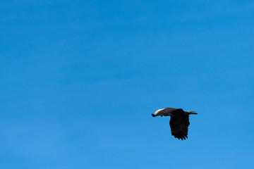 American bald eagle flying in a clear blue sky