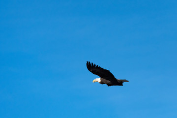 American bald eagle flying in a clear blue sky