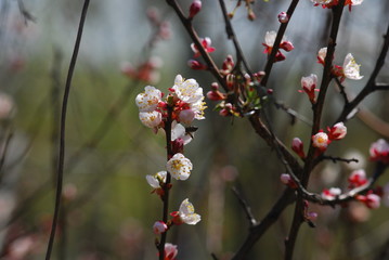 Apricot tree flowers with soft focus. Spring white flowers on a tree branch. Apricot tree in bloom. Spring, seasons, white flowers of apricot tree close-up.