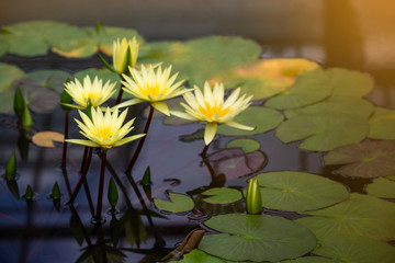 Yellow water lily blooming in pond.