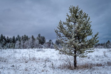 Cool dark winter sky above a green pine tree with snow covered ground