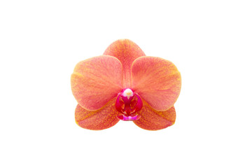 Orange orchid isolated on white background.
