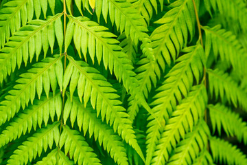 Green fern leaves closeup for background.