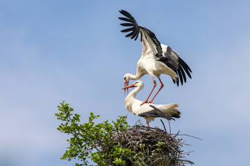 Weißstörche bei der Paarung 10