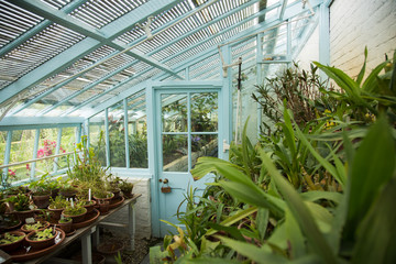 Fototapeta na wymiar Blue painted glass walled greenhouse with lots of plants and flowers, indoor.