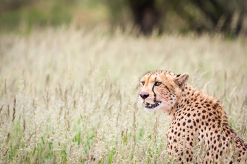 Adult cheetah sitting in tall green grass after a successful hunt.