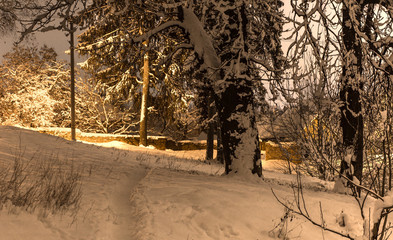 footpath in the snowy night forest in the countryside, concept of beautiful winter