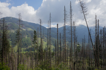 Dead spruce trees are infected by the European spruce bark beetle in the Tatra National Park