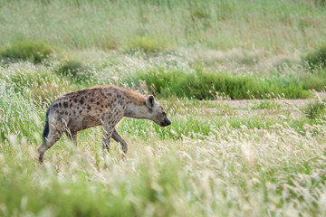 Adult spotted hyena patrolling in tall green grass scavenging for food.