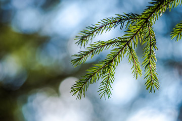 Fir Needle in the forest. Blurred forest/sky backround