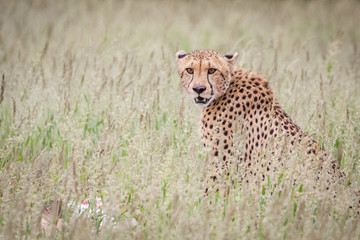 portrait of adult cheetah sitting in tall green grass while staring at the viewer.