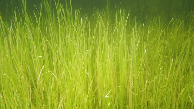 Water bugs swimming among bur-reeds underwater